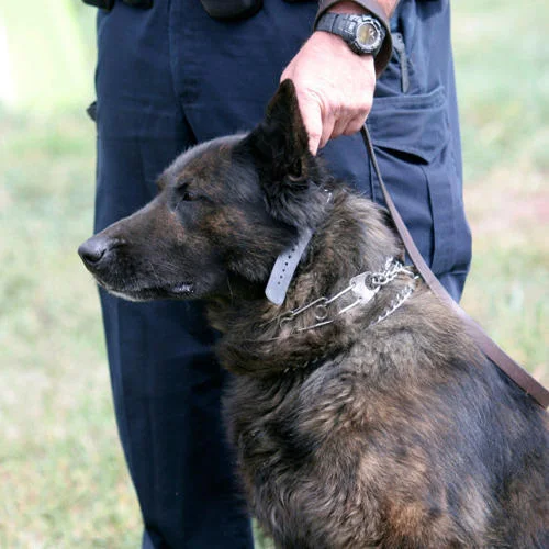 Servesify | Dog Handling Security Servesify|Dog Handling Security